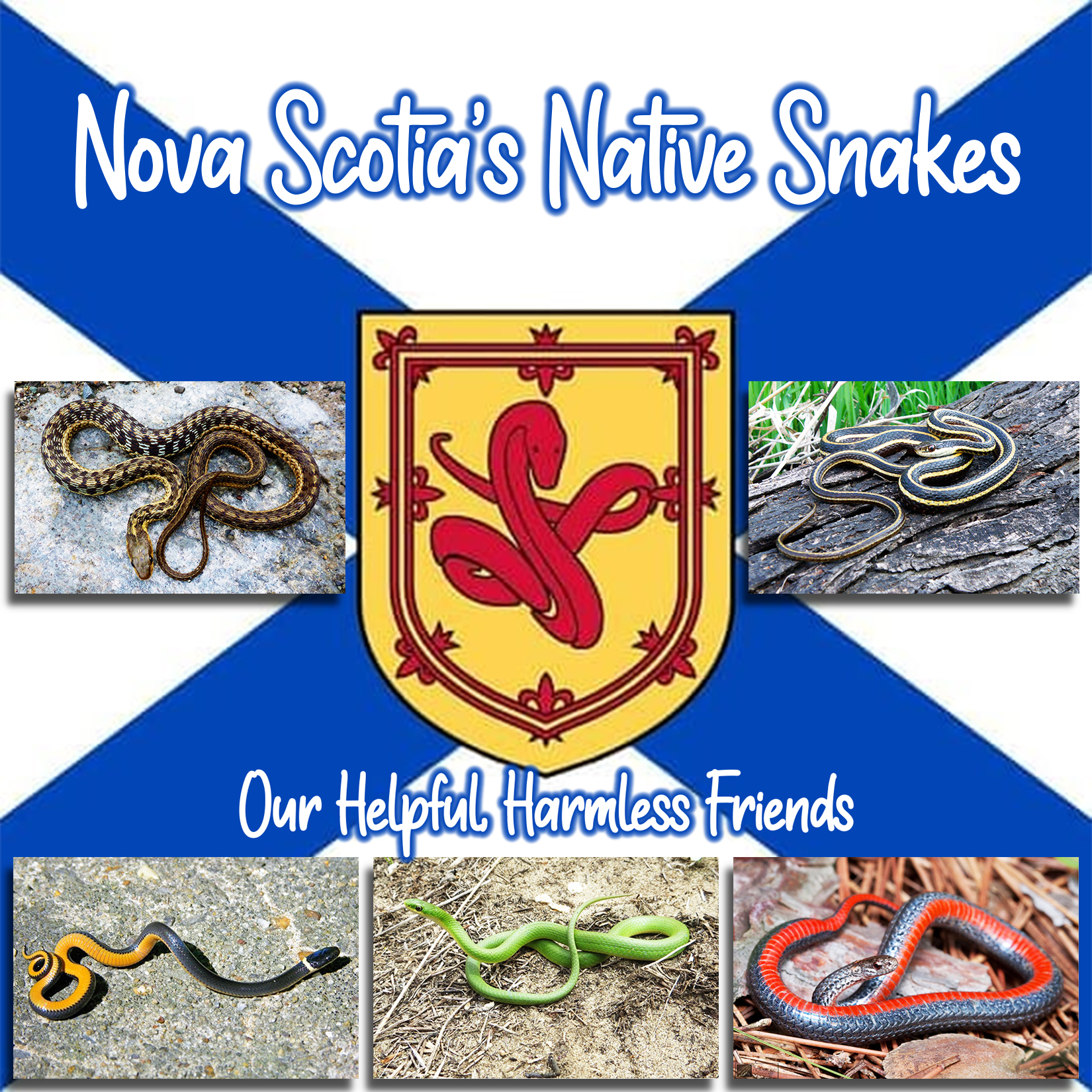 Nova Scotia S Harmless Helpful Snakes For Pete S Snakes   IGNSFLAG 