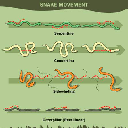 How Snakes Slither - ABDO