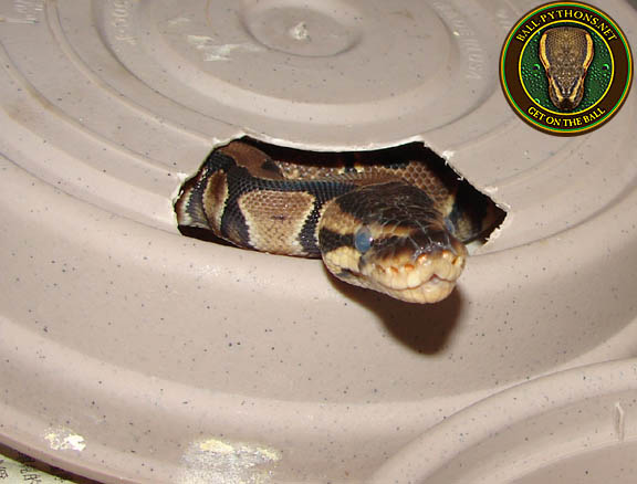 The Snake Shedding Cycle : For Pete's Snakes!