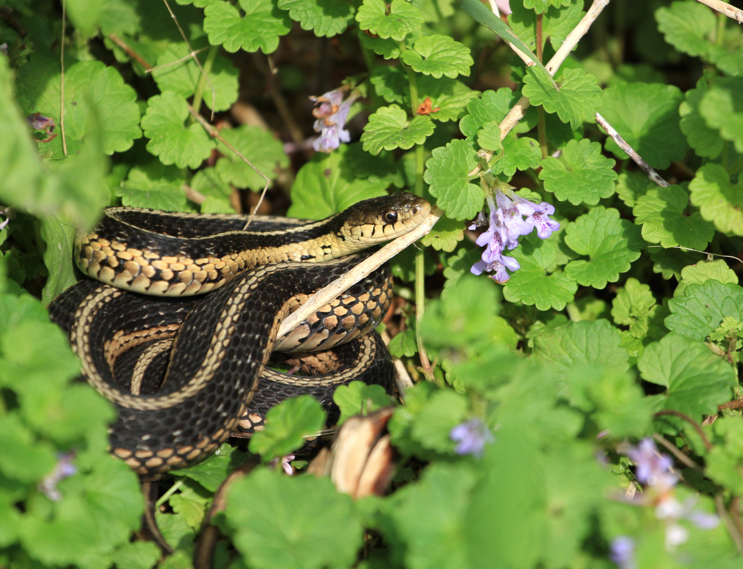 Snake Myth Spreading X On Your Property Will Keep Snakes Away For
