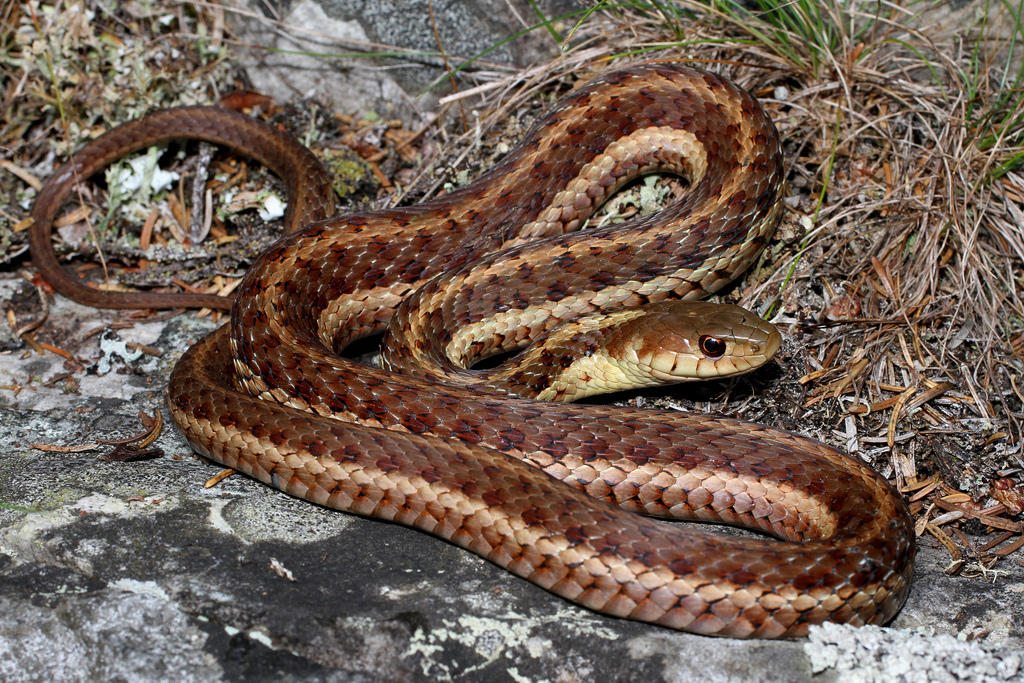 Nova Scotia's Harmless, Helpful Snakes : For Pete's Snakes!