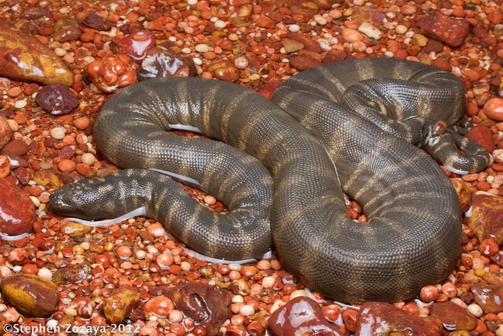 Adorable Weirdos Part 2: Elephant Trunk Snake : For Pete's Snakes!