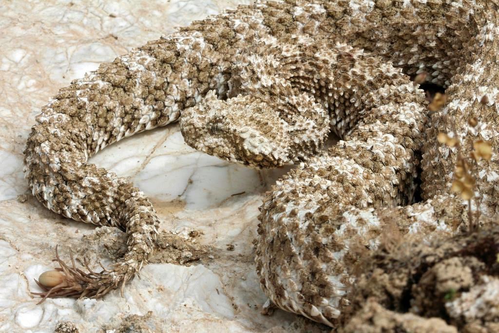 Adorable Weirdos Part 3: Spider-Tailed Horned Viper : For Pete's Snakes!