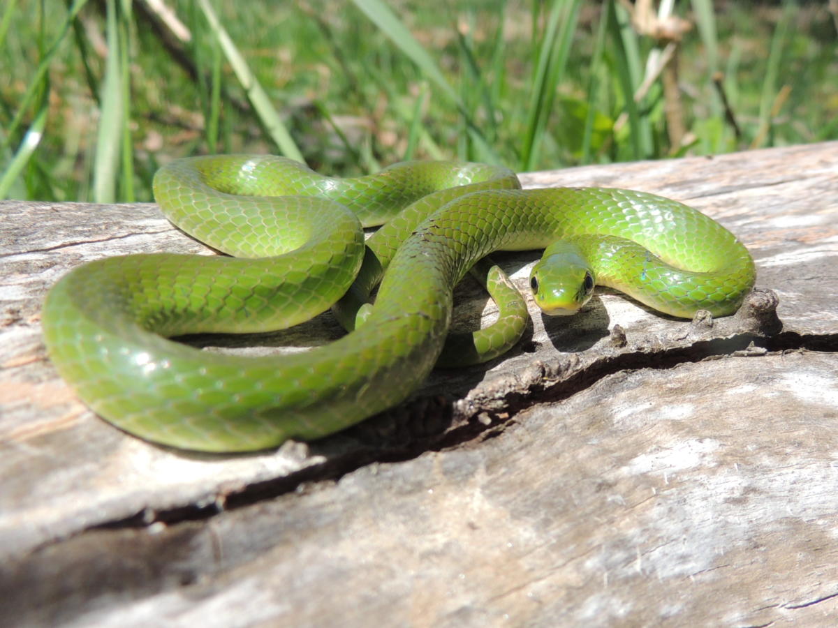 Smooth Green Snake 1 ?bwg=1630230046