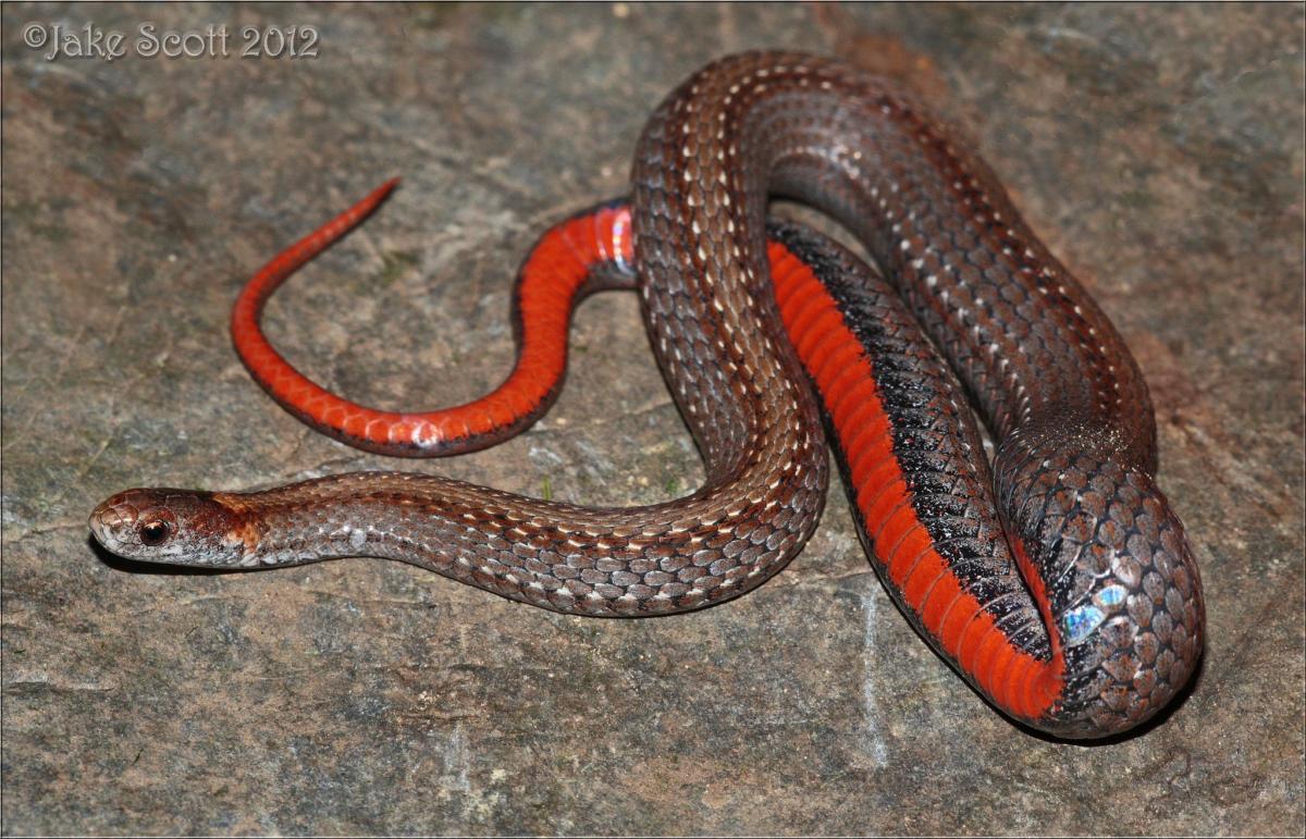 Nova Scotia's Harmless, Helpful Snakes : For Pete's Snakes!