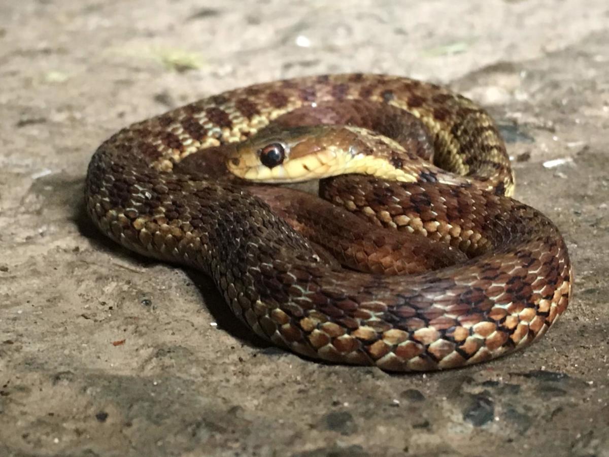 Nova Scotia's Harmless, Helpful Snakes : For Pete's Snakes!