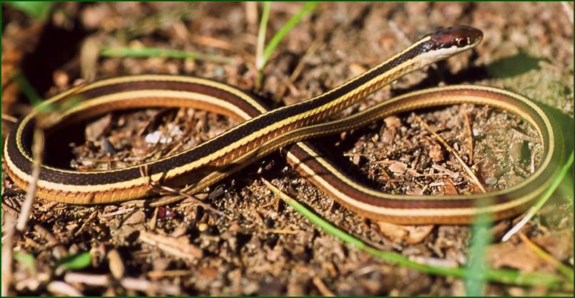 Nova Scotia's Harmless, Helpful Snakes : For Pete's Snakes!