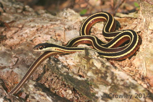 Nova Scotia's Harmless, Helpful Snakes : For Pete's Snakes!