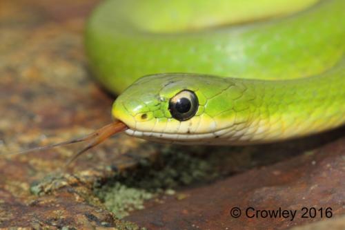 03 Crowley Smooth Greensnake 4 signed
