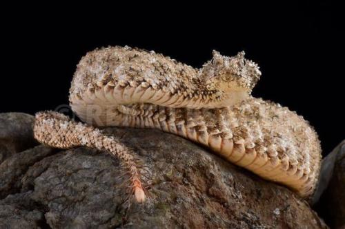 Spider-Tailed Horned Viper