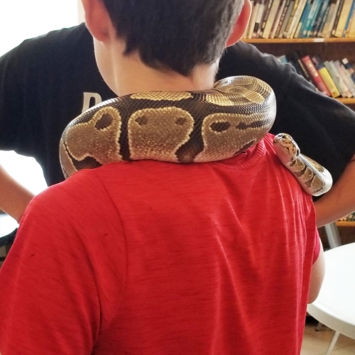 Evangeline Middle School Snake Education 20230503 115146