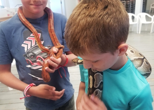 Snakes at Macdonald Museum in Middleton 20230708 104454