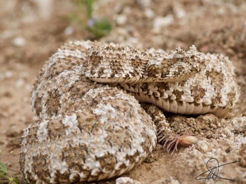 Spider-Tailed Horned Viper