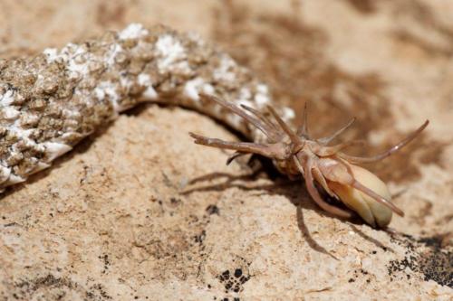 Spider-Tailed Horned Viper