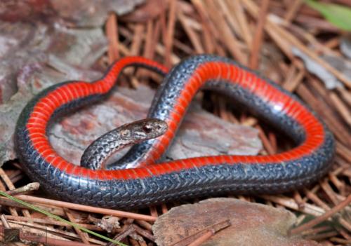 Northern Redbelly Snake 1