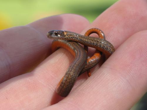 Northern Redbelly Snake 2