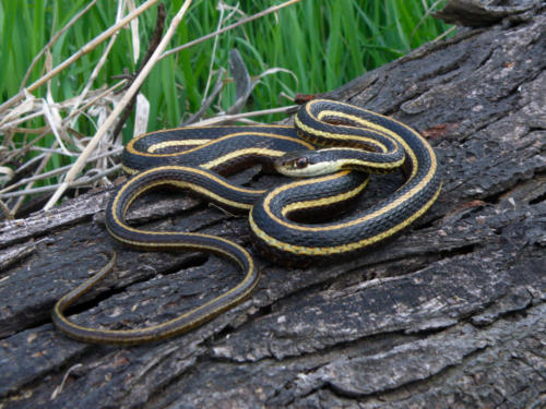 Northern Ribbon Snake 1