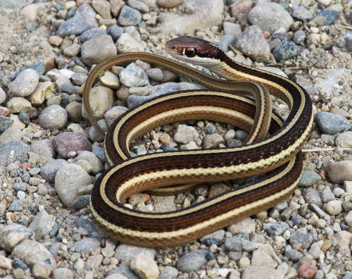 Northern Ribbon Snake 2