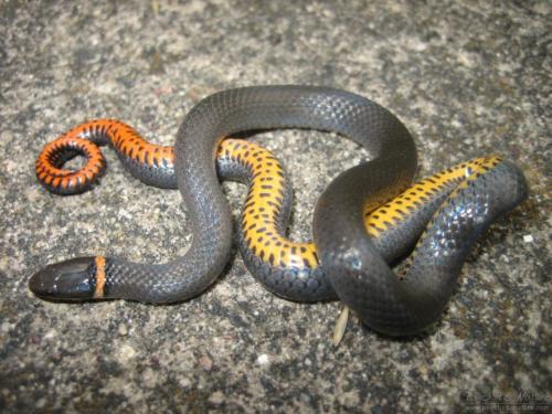 Northern Ringneck Snake 1