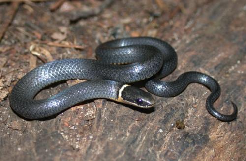Northern Ringneck Snake 2
