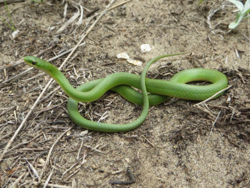 Smooth-Green-Snake-2