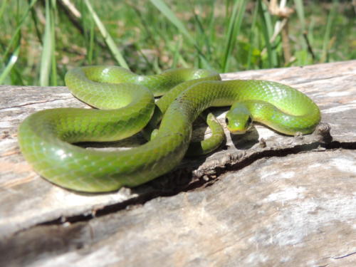 Smooth Green Snake 1