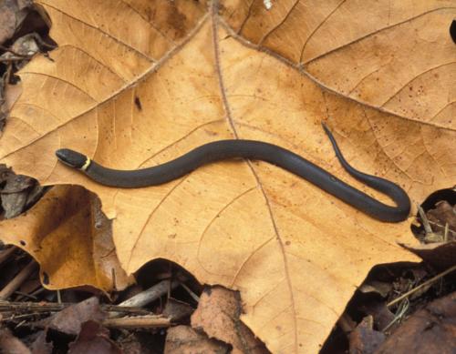 prairie ring neck snake 0